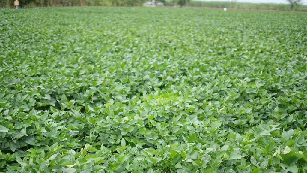 Yash Seeds