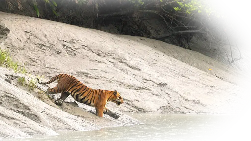 Sundarban Tiger Reserve_Official