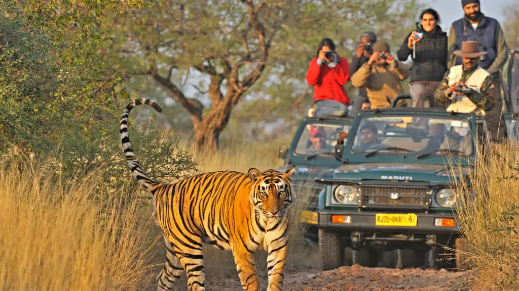 Tadoba National Park