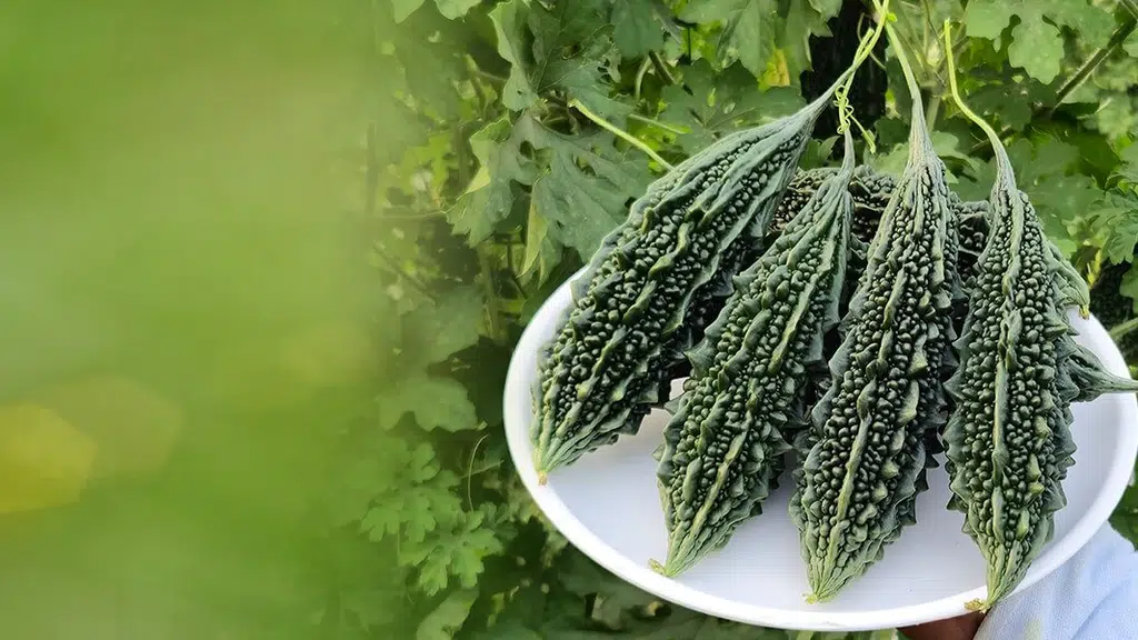 Arizona Seeds Pvt Ltd