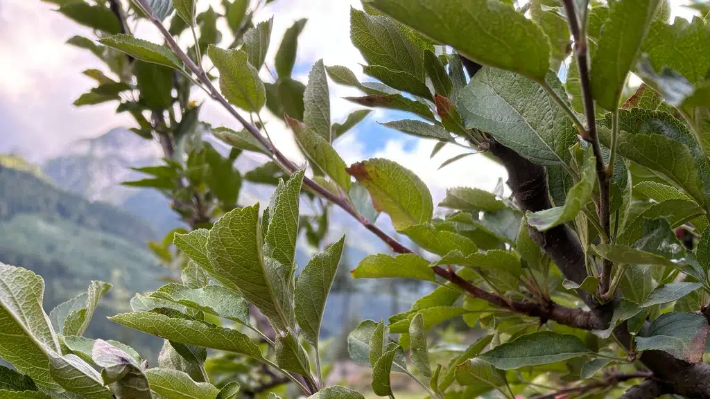 Barahnaja organics