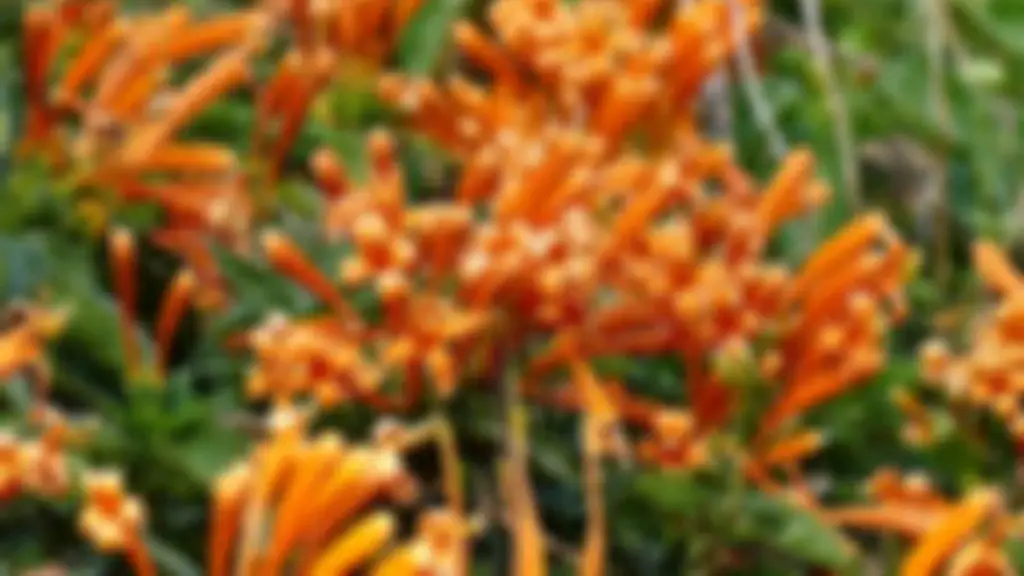 Rosegardens Homestay