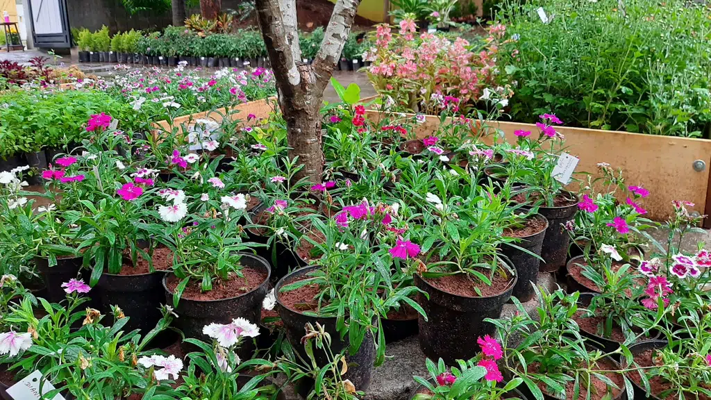 Green Orchid Chennai City Garden Center