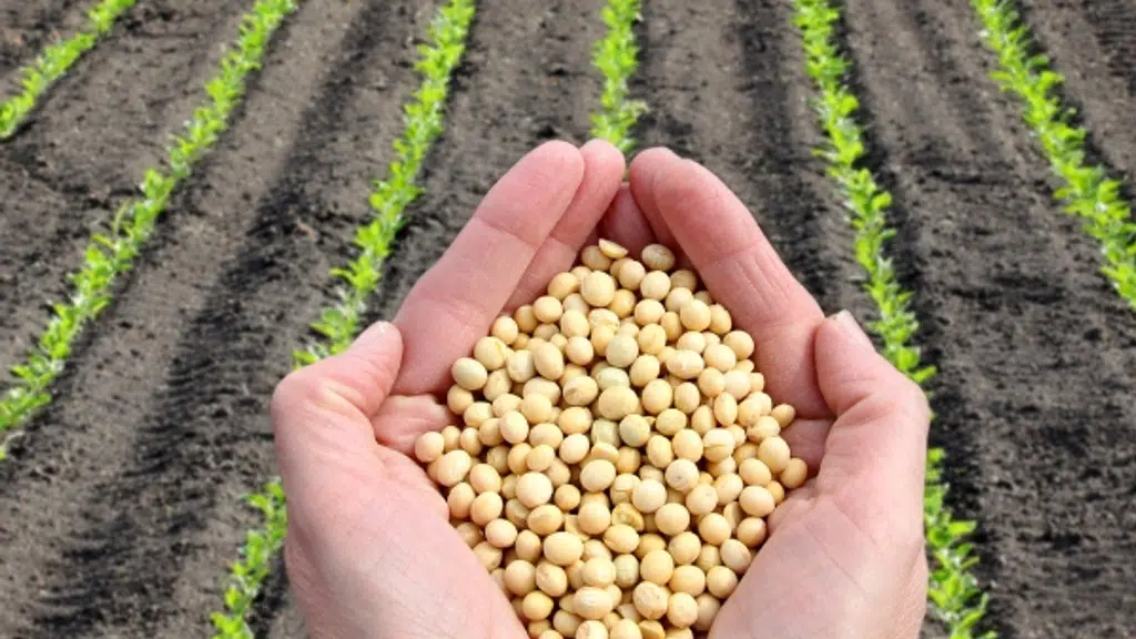 KDM Seeds