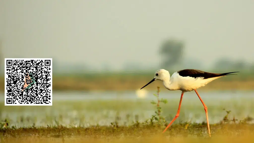 Wildlife Trust वाइल्ड्लाइफ़ ट्रस्ट