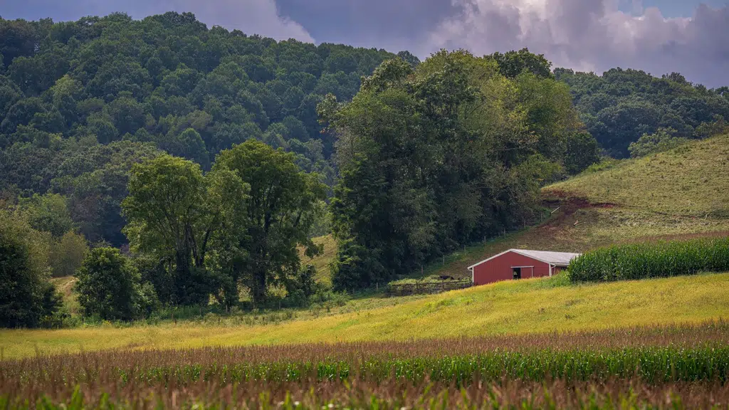 Bhaiya Beej Company