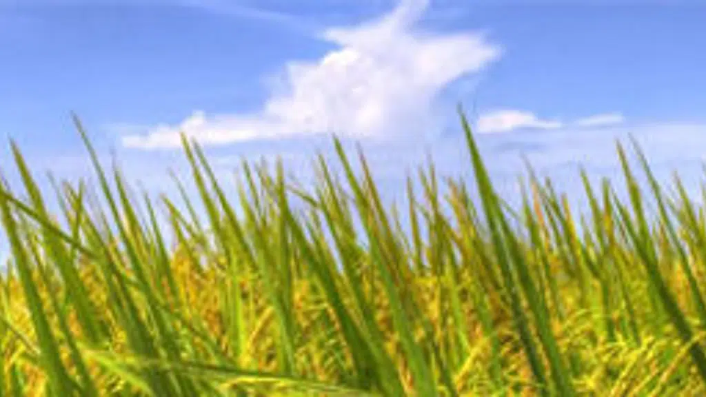 RiceOne Food Corporation