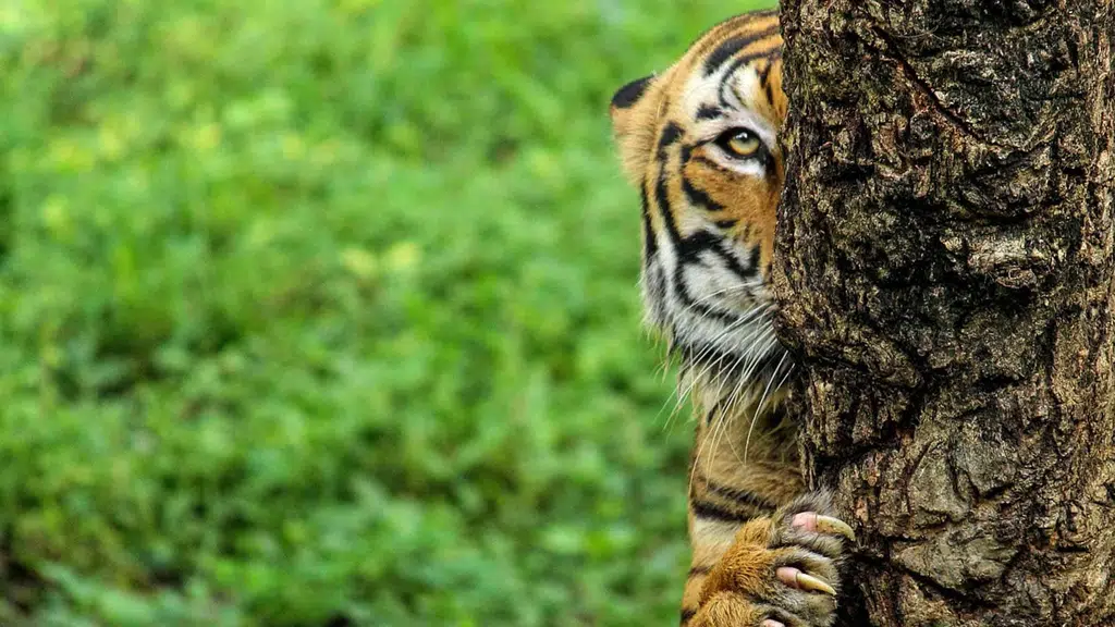 Pench Tiger Reserve, Seoni, MP