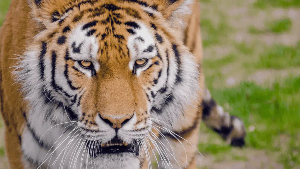 Sundarban Chalo Tour