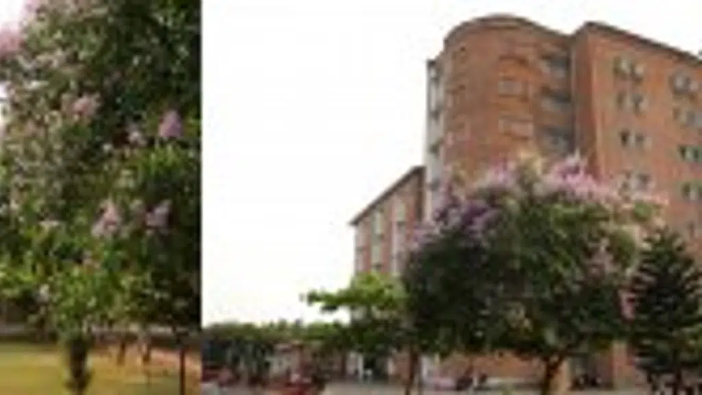 National Institute of Speech and Hearing