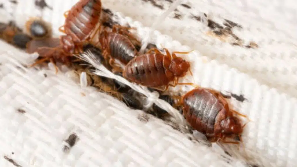 Premier Pest Solutions