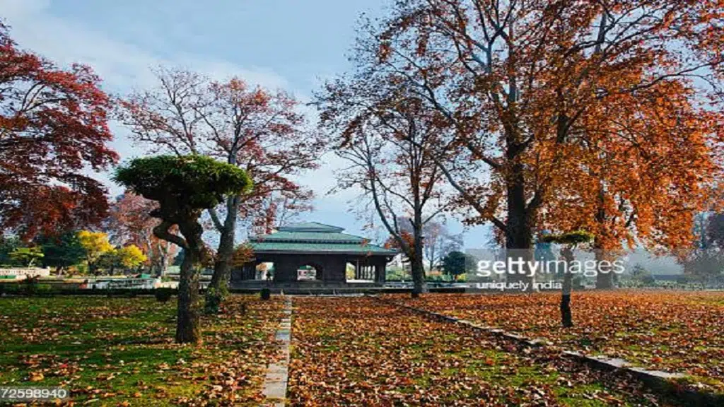 Zaurac Tour and Travels