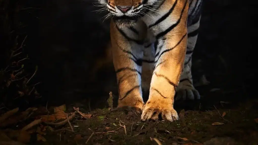 Ranthambore Tiger Safari Booking