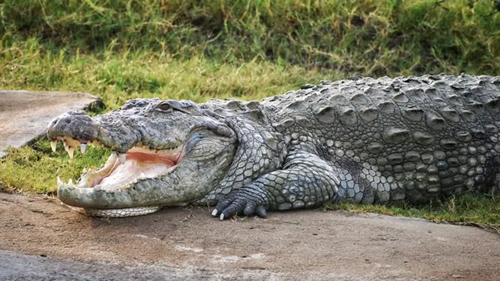 Shaheed Ashfaq Ullah Khan Prani Udyan (Gorakhpur Zoo)
