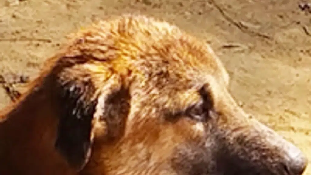 Kalyani Animal Welfare Foundation