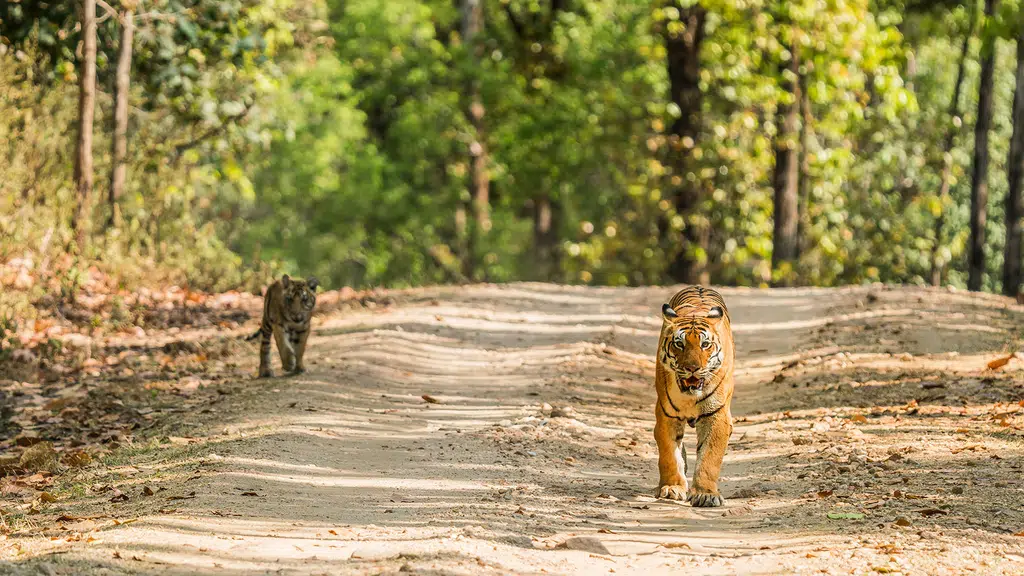 Kanha Jungle Camp