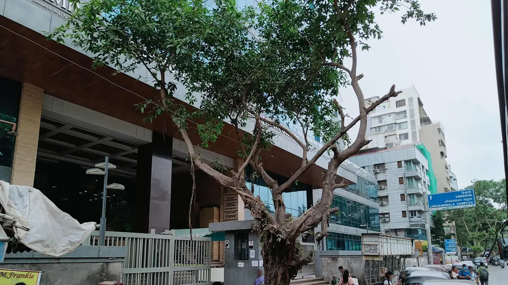 anand dosa center