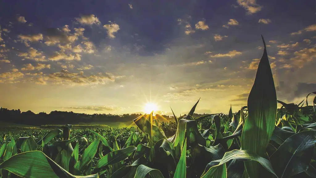 Bharat Certis AgriScience Ltd.