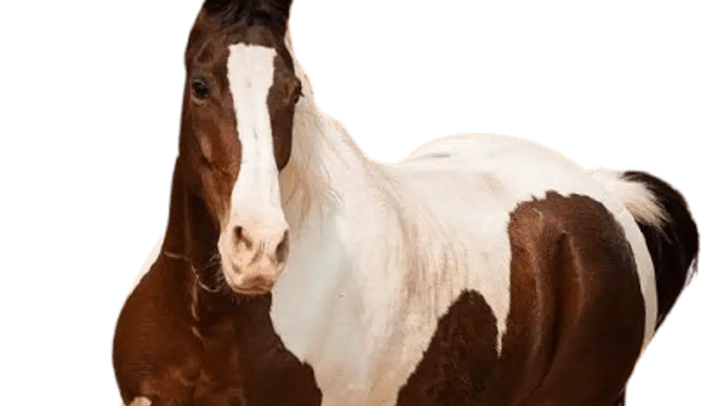 Princess Trails