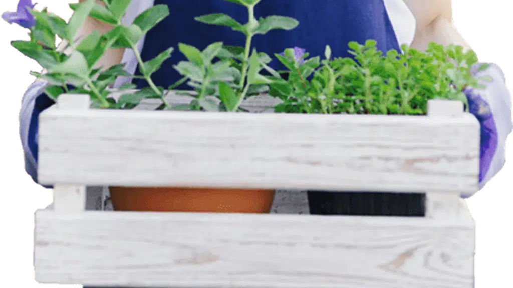 Nisha Nursery