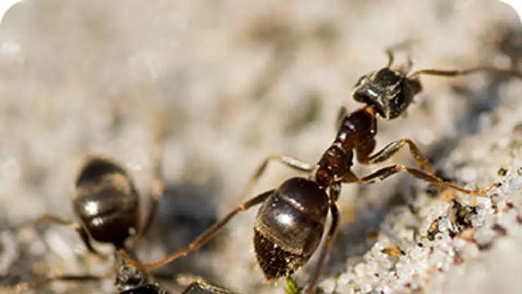 Entolabs Pest Control Services
