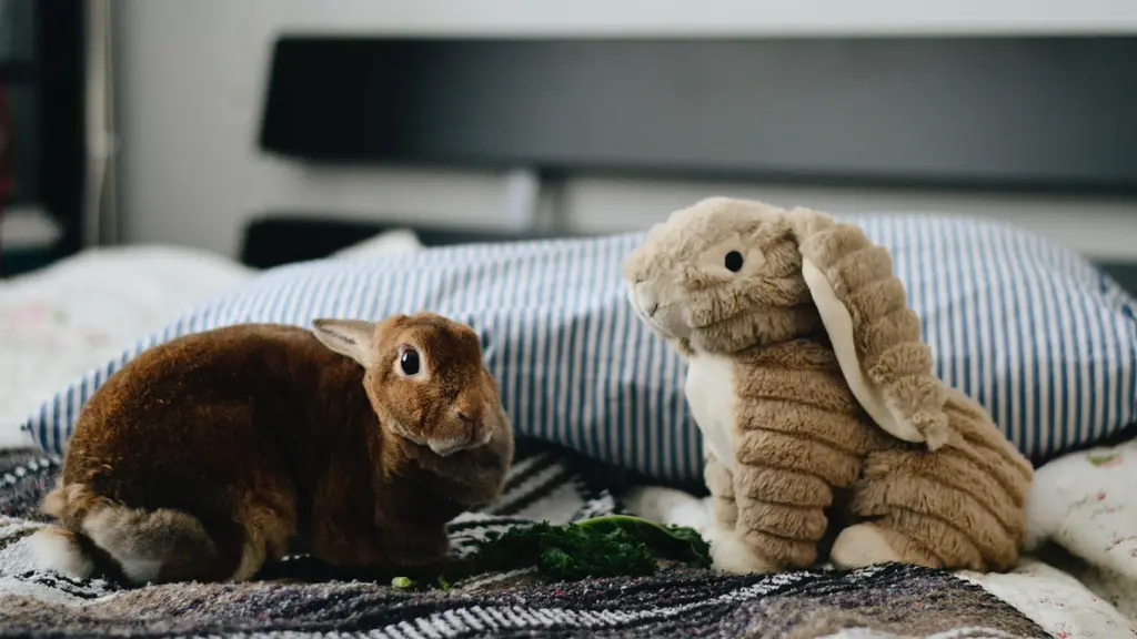 INR Rabbits and Pets Farm