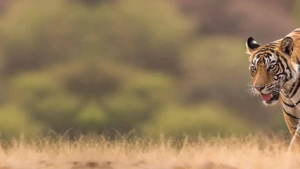 Dudhwa National Park, Dudhwa