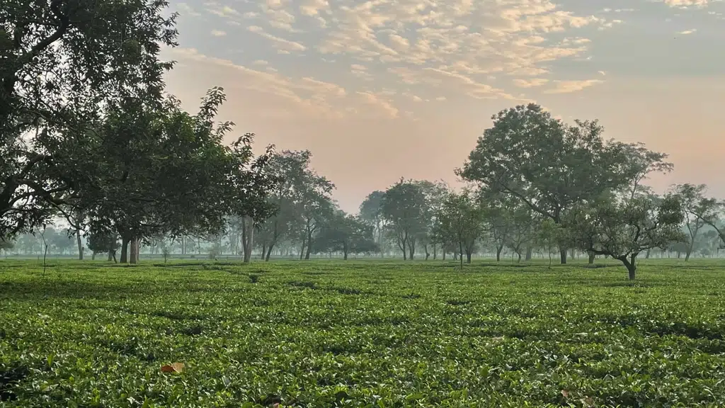 Saraswatipur Tea Resort