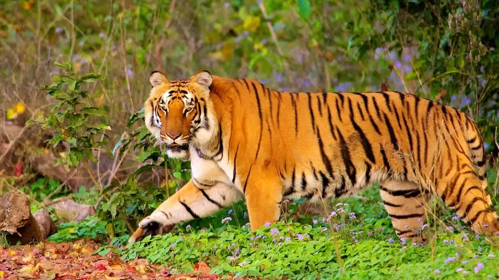 Jim Corbett Museum