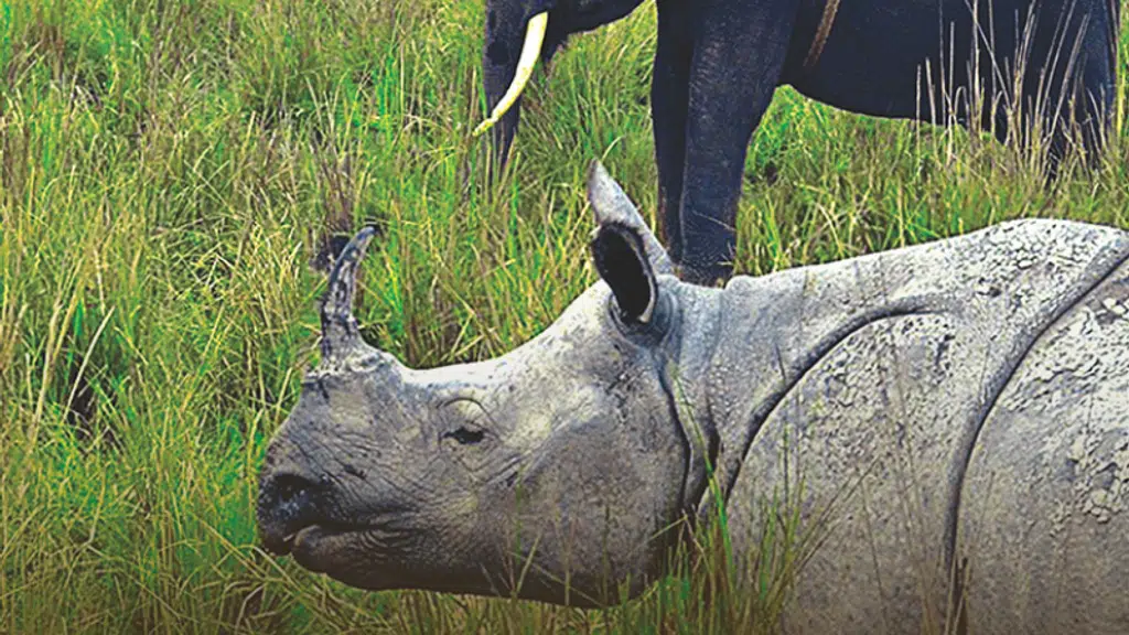 Kaziranga National Park (কাজিৰঙা)