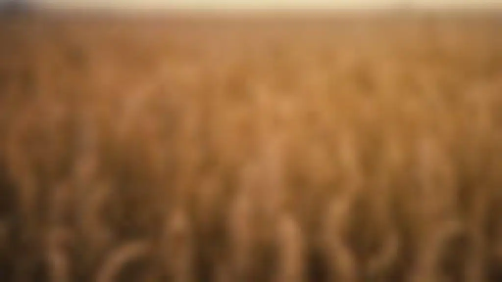 Proline Seeds Company