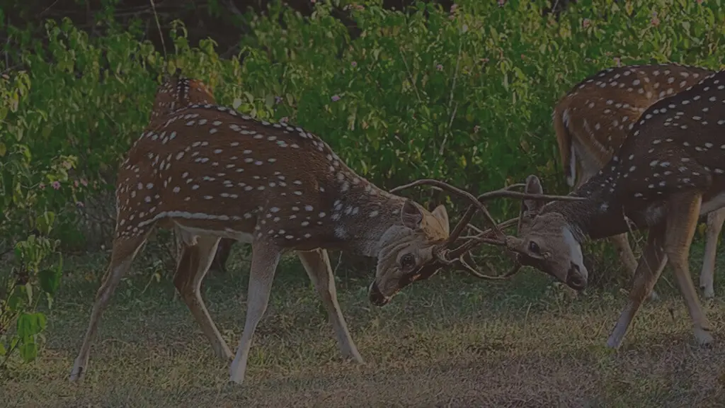 Bandipur National Park