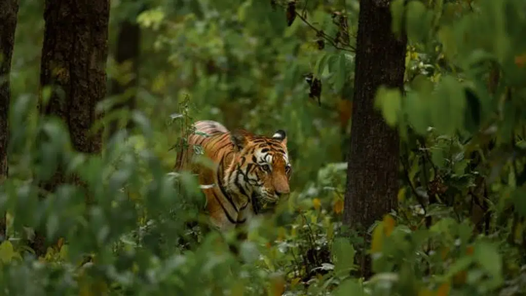 Kanha Tiger Safari