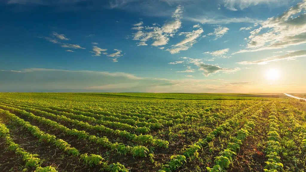 Kisan Agriculture Foundation