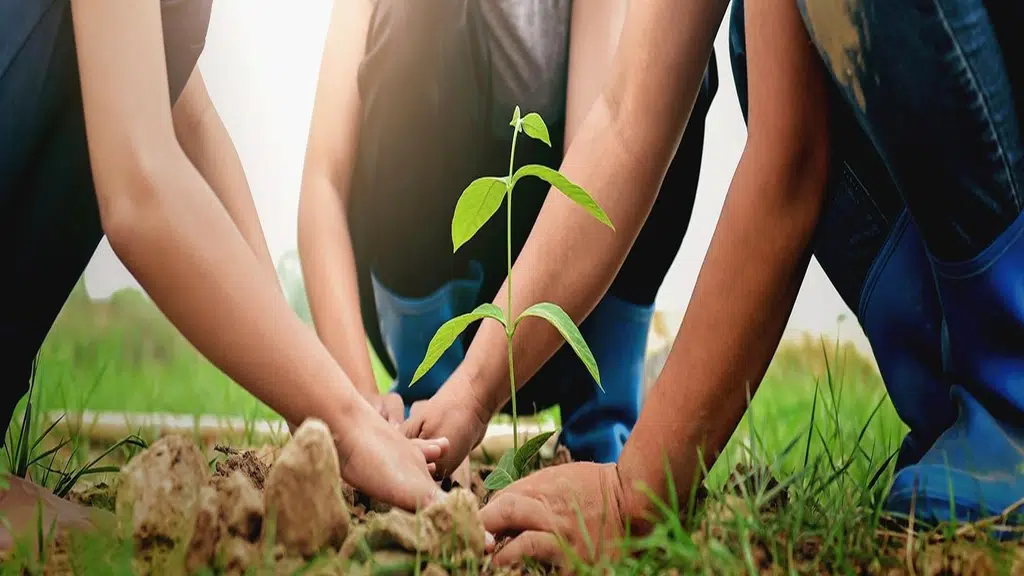 Green India BIO Tech - Plant Company & Nursery Ranchi