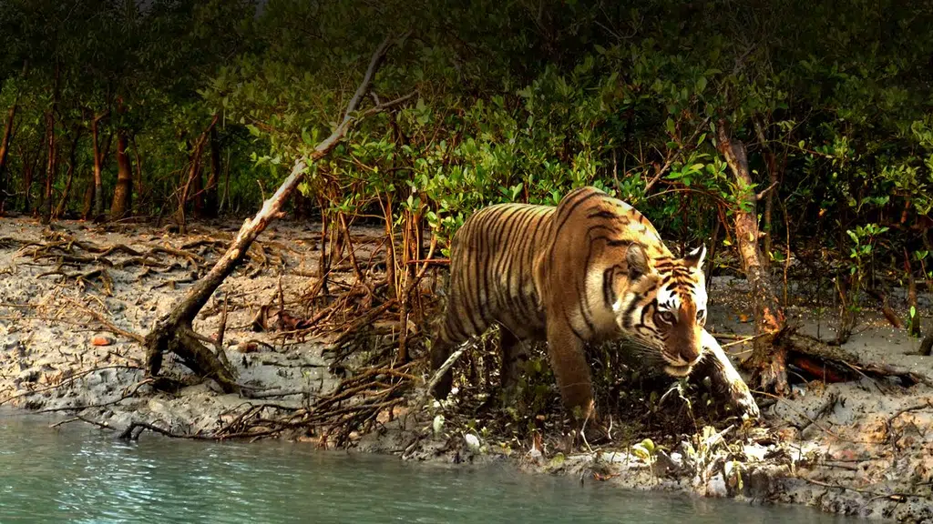 Sundarban Nature Tours & Travels