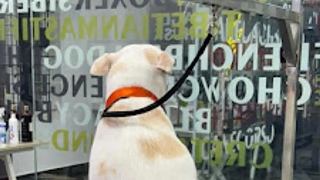 Maxx & Kate - Pet Grooming & Pet Clinic, Sahakar Nagar