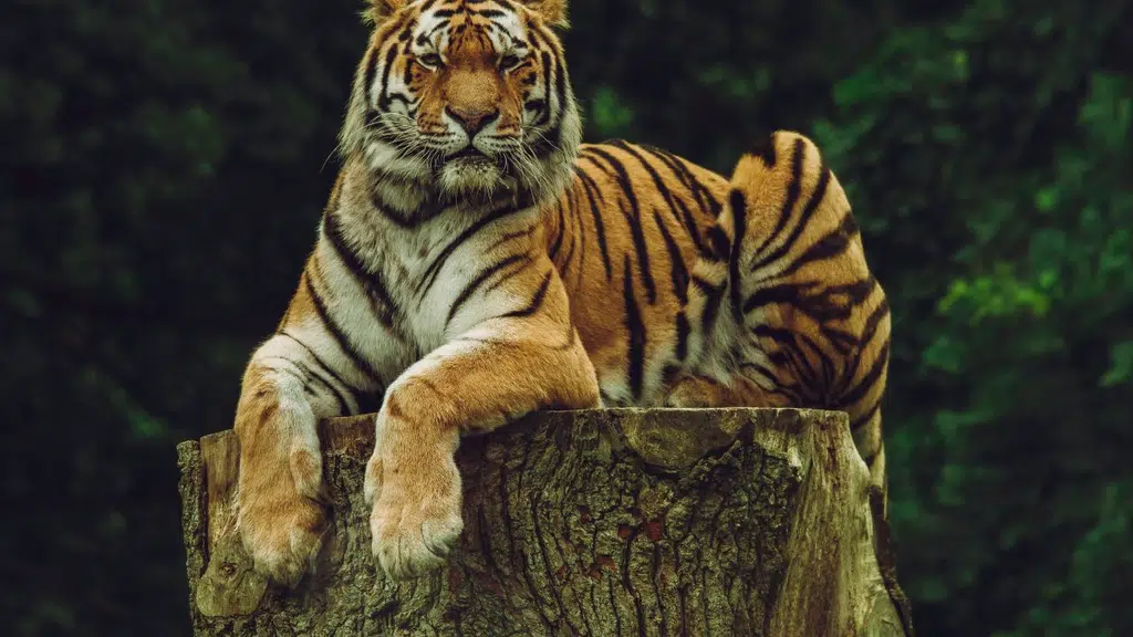 India Wildlife Safari