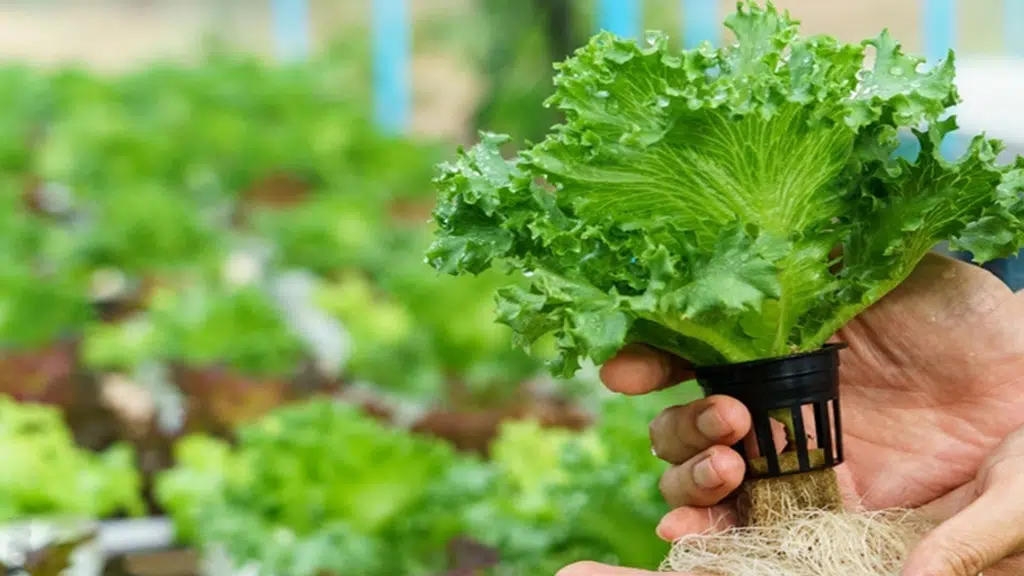 Aadya Hydro Solution