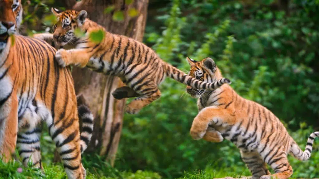 Kanha Treasure Resort - Kanha National Park