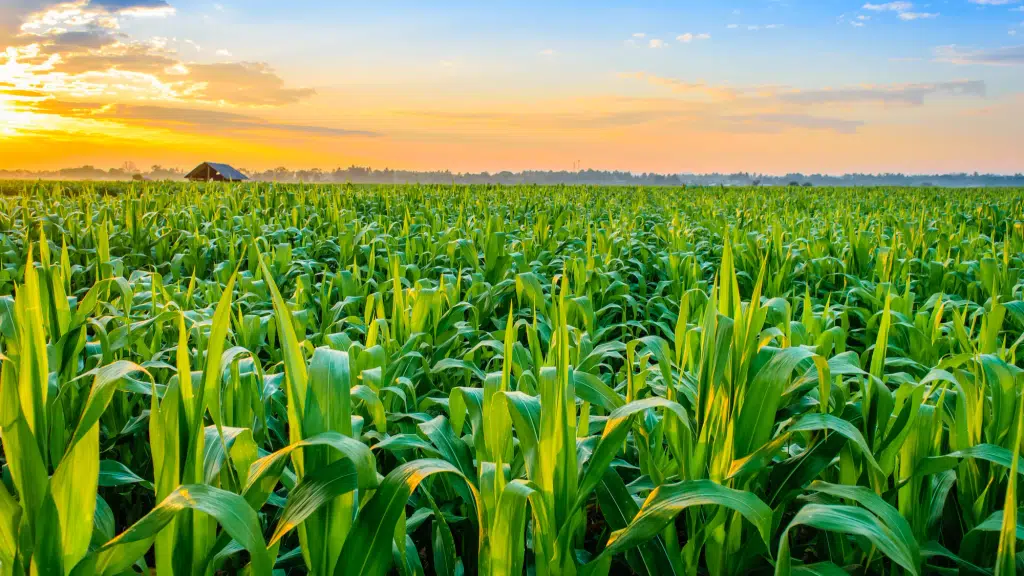 Saffire Crop Science