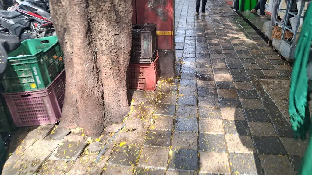 Nature care services