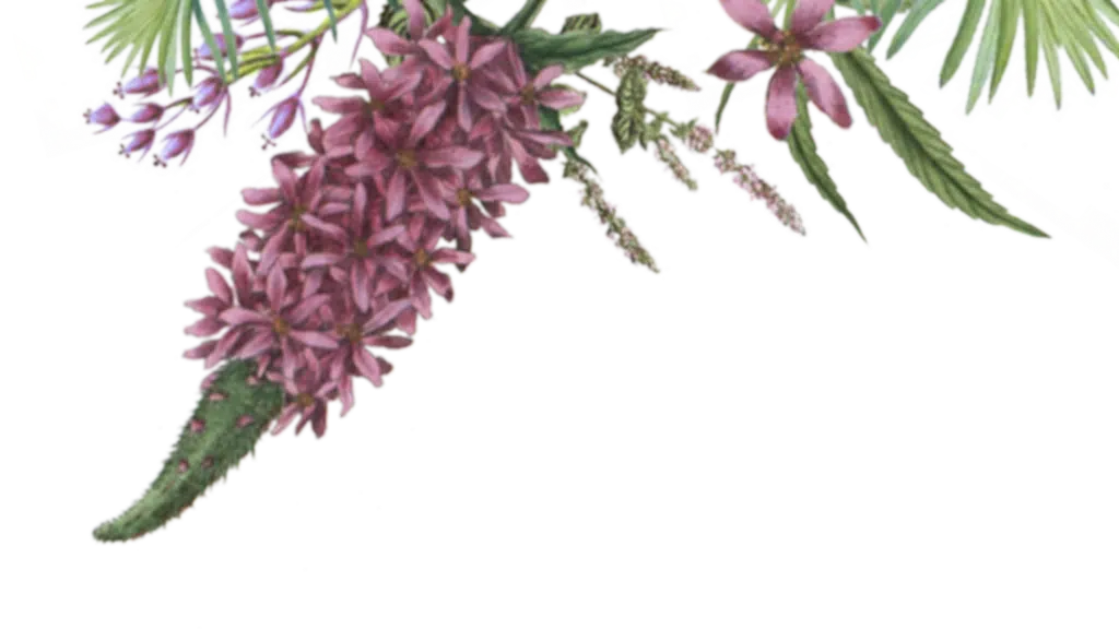 Bioky Organics farms