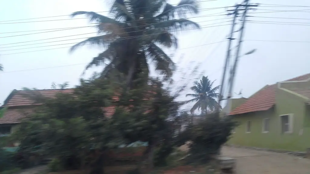 Sapota Farm