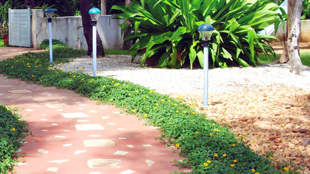 Nature Plant Care