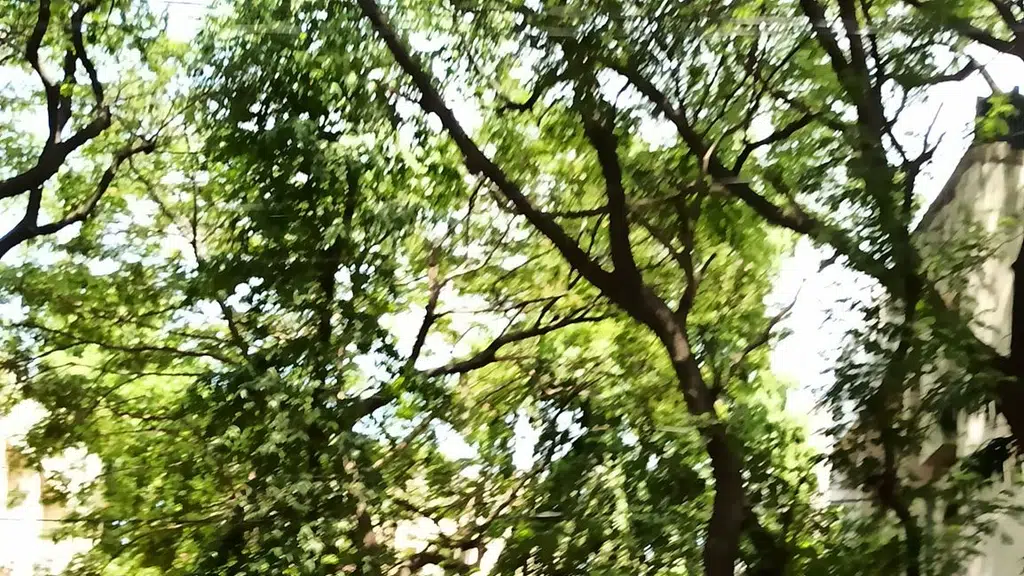 Cuts and Curls
