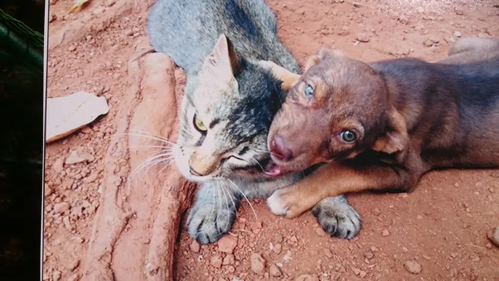 Animal Shelter Agonda