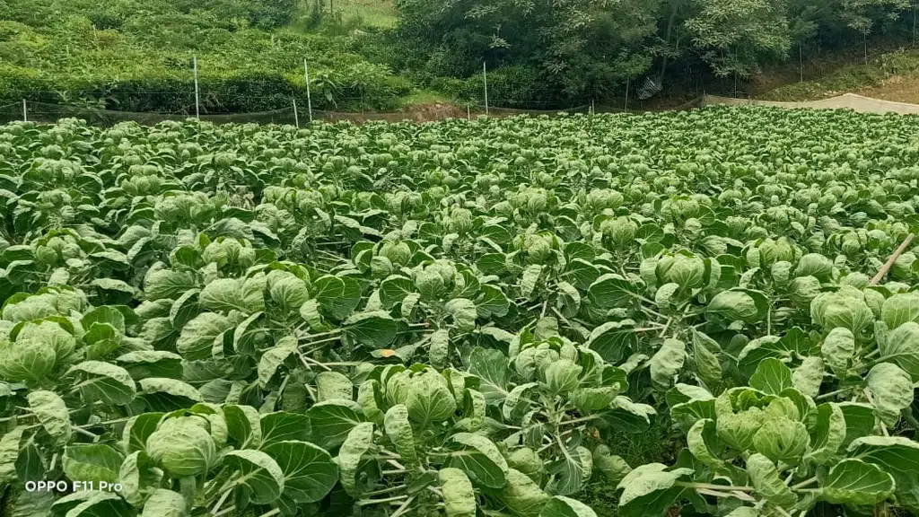 Trikaya Agriculture Private Limited