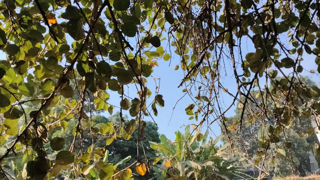 Shree Vishwasutra Ayurveda