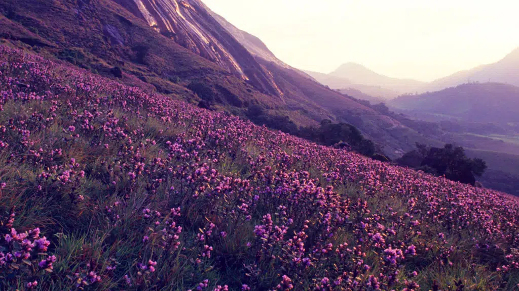 Munnar Top Station Camping & Trekking
